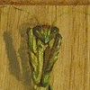 Mantis (praying)
