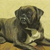 Penny Boxer