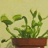 Venus Flytrap