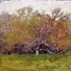 Old Tree Sketch