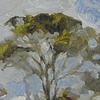 ocean grove trees