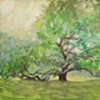 Old Tree Sketch II