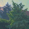backyard I