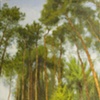 Houghton Trees (bendy)