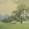 Elderly Tree