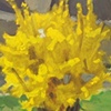 ocean grove forsythia