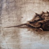 Horseshoe Crab Sketch, Emily Wick