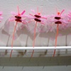 Confections