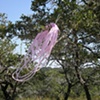 Lasso