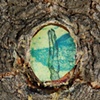 The Dream Tree, Knot Hole etching