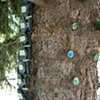 The Dream Tree, View of Installation of Books and Knot hole etchings