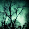 tree webs