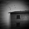 birds & house