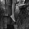 Tree Climber