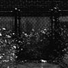 Fence To Nowhere