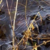 Ice Pattern, Ryerson Woods Conservation Area, Riverwoods, IL