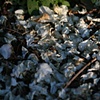 My Petals II