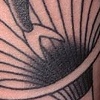 killer whale