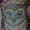 owls