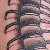 centipede