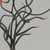 Tree of Life