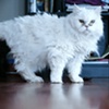 Snowball