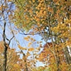 autumn looking up
