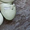 eggs from the Clark Farm