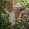 dog tails and garden hats
