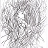 The Wooden Cocoon