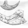 Dinosaur Claws