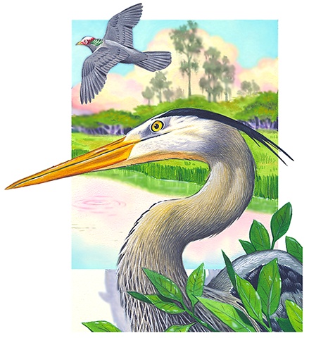 Birds of the Everglades