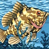 Grouper