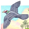 Birds of the Everglades