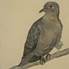 Morning Dove - from Tribute Series