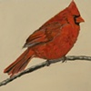 Cardinal - from Tribute Series