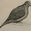 Morning Dove - from Tribute Series