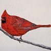 Cardinal - from Tribute Series