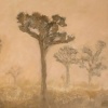 JOSHUA TREES