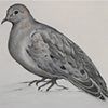 Morning Dove - from Tribute Series