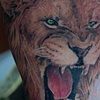 Colored Lion