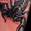 Scorpion
