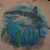 Shark