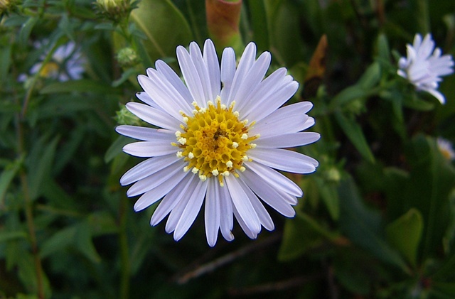 Daisy