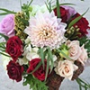 Dahlias