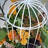 Birdcage