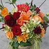 Dahlias