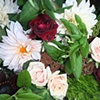Dahlias and Roses