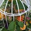 Birdcage