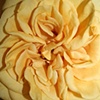Beautiful Garden Roses Available